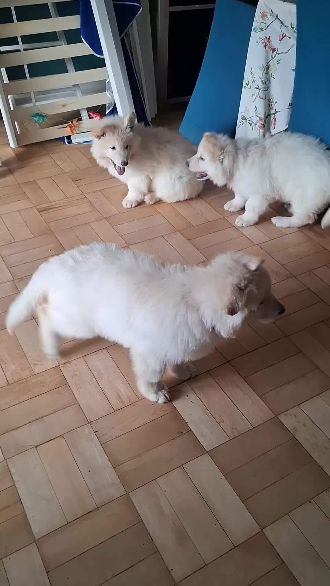 German Shepherd dogs for sale: White German Shepherd - Video 2