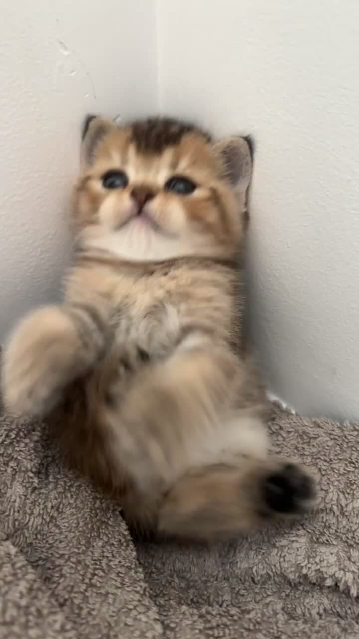 Mixed Breed cats for sale: British Shorthairs x Scottish Fold Kittens - Video 1