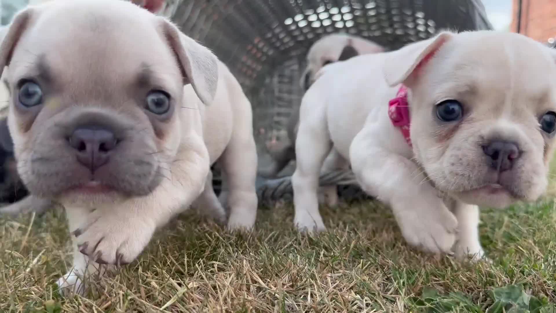 French Bulldog dogs for sale:  French bulldogs looking for their forever home in Lincoln - Video 2
