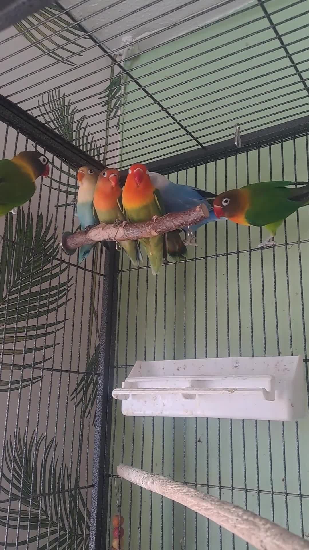 Lovebirds birds for sale: Lovebirds x7 - Video 1