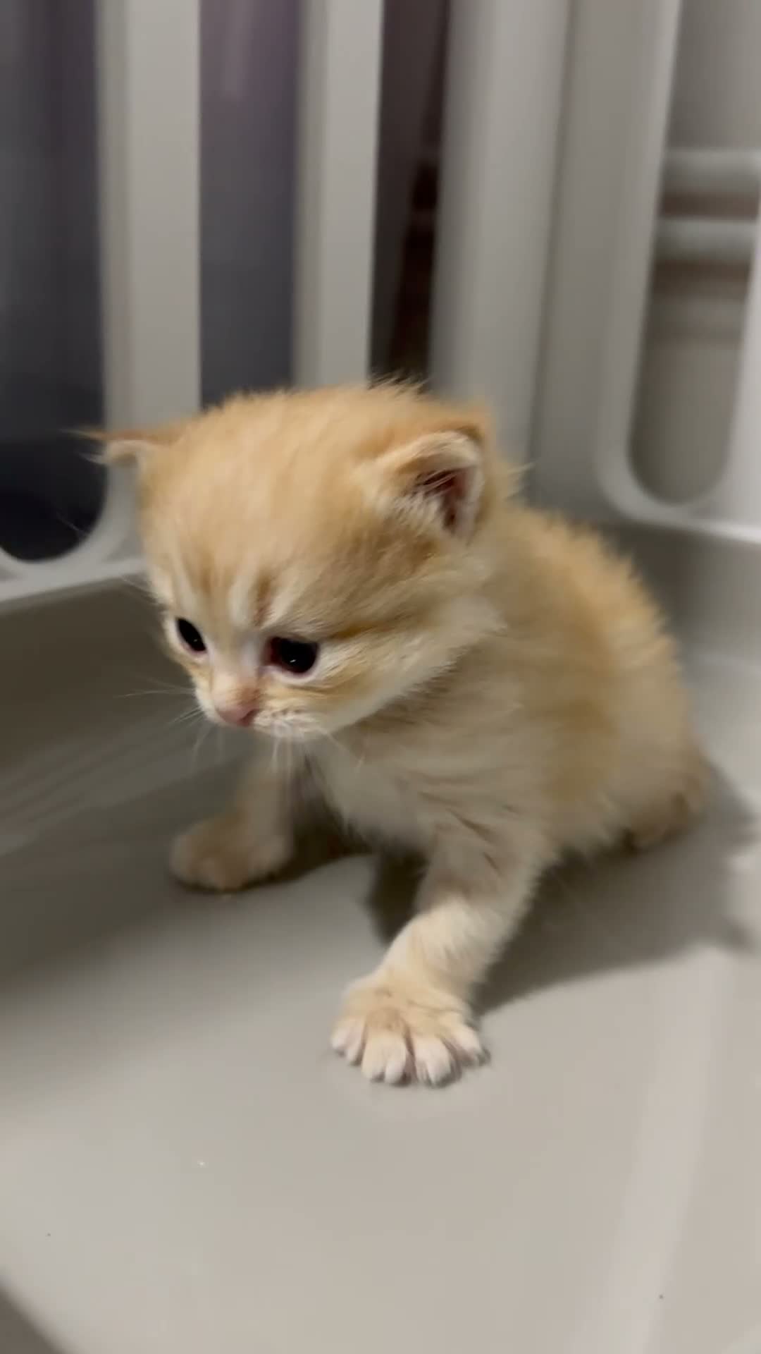 British Longhair cats for sale: 1 Ginger Male Longhair - Video 1