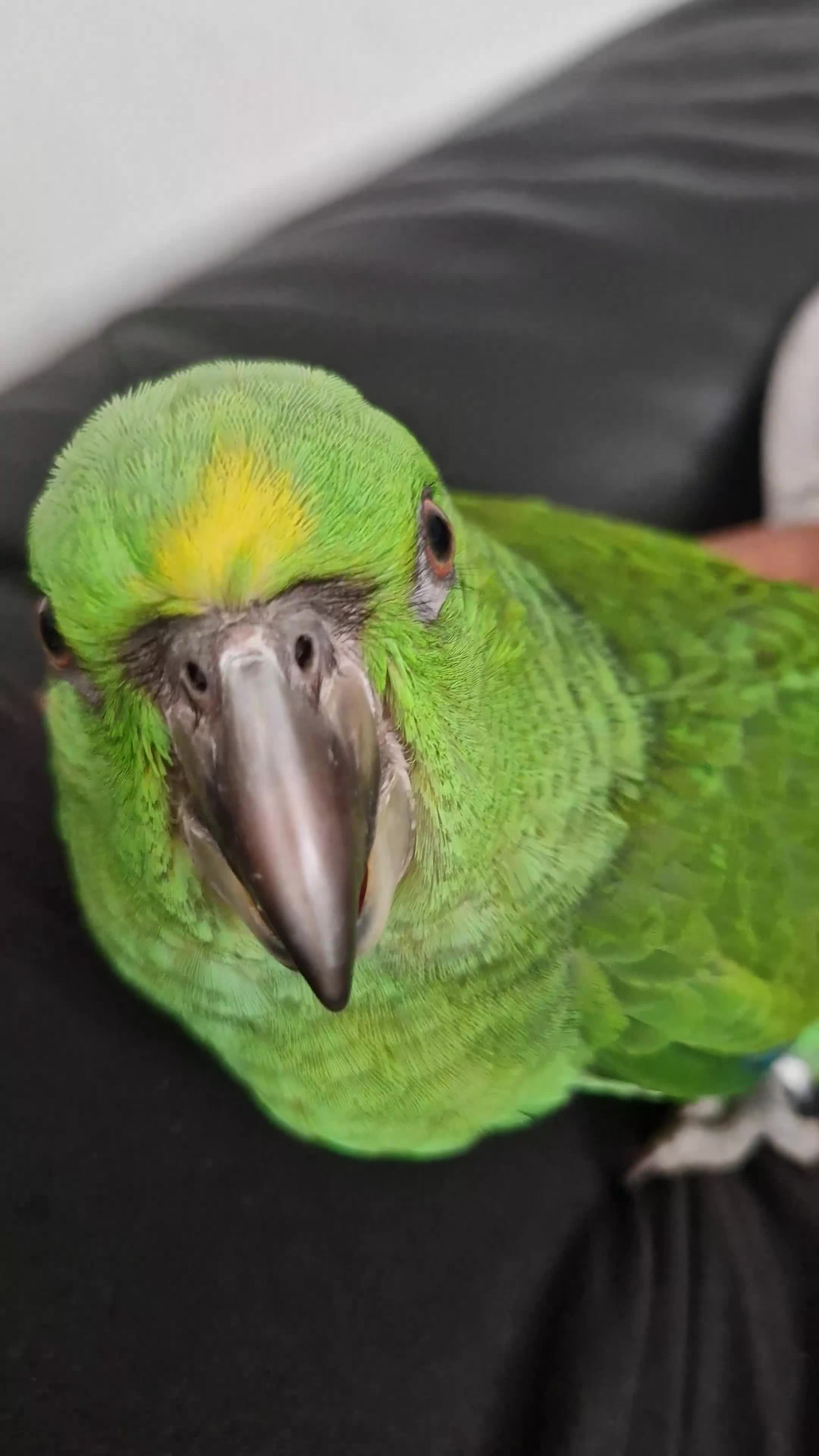 Parrots birds for sale: Baby yellow naped amazon - Video 2