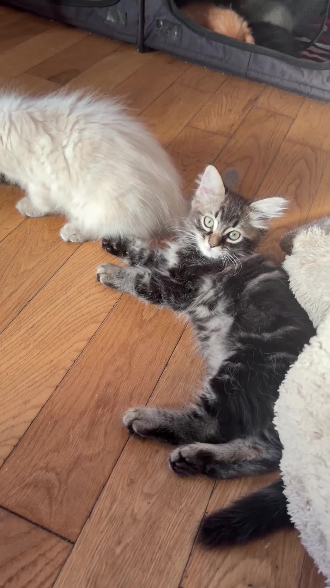 Ragdoll cats for sale: Ragdoll - Video 2