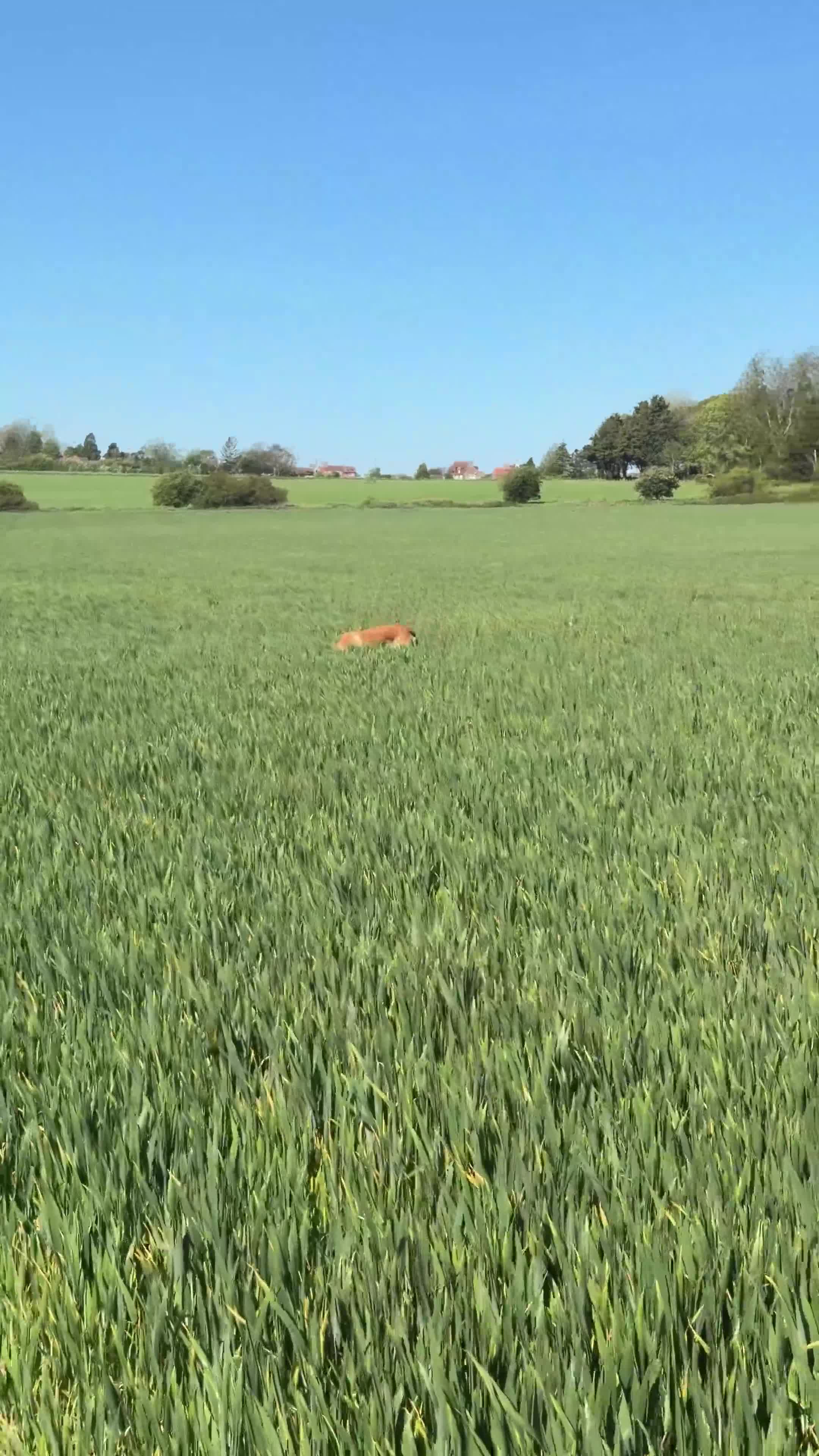 Cockerdor dogs for sale: Rehoming our beloved Cockerdor in Norwich - Video 3