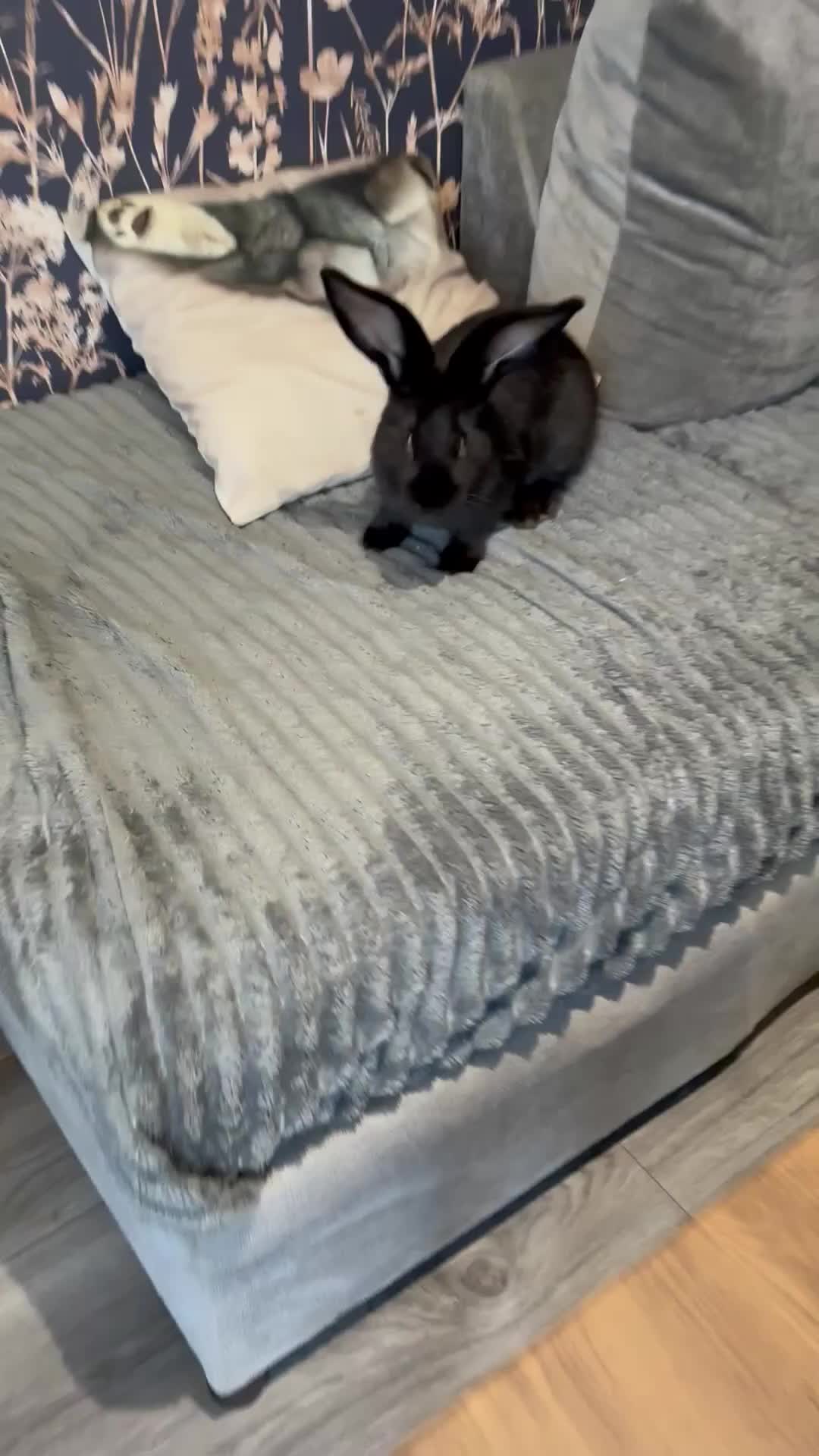 Continental Giant rabbits for sale: 1 LEFT GERMAN GIANTS(continentals)  - Video 1