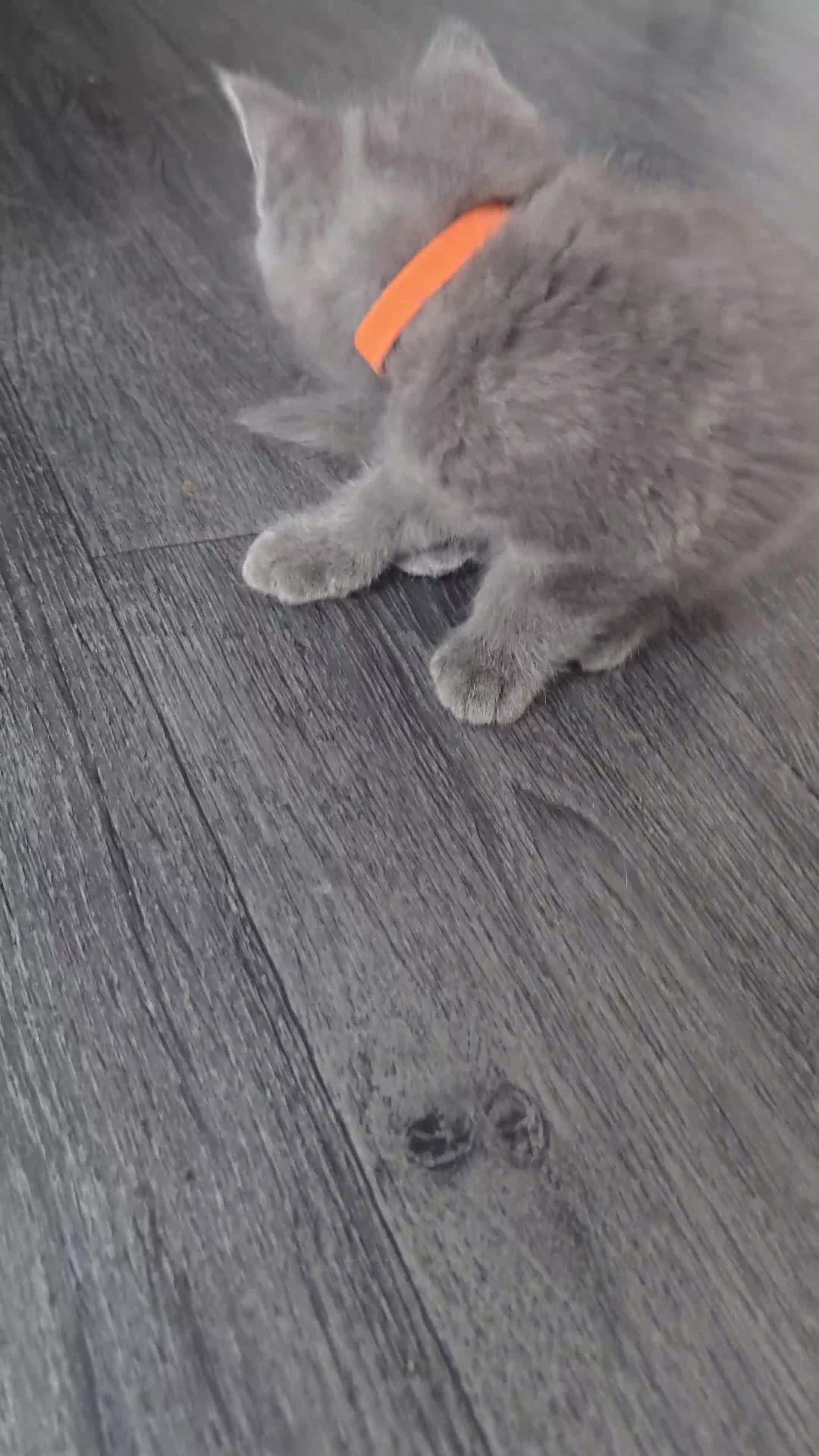 British Shorthair cats for sale: British Shorthair  kittens  - Video 4