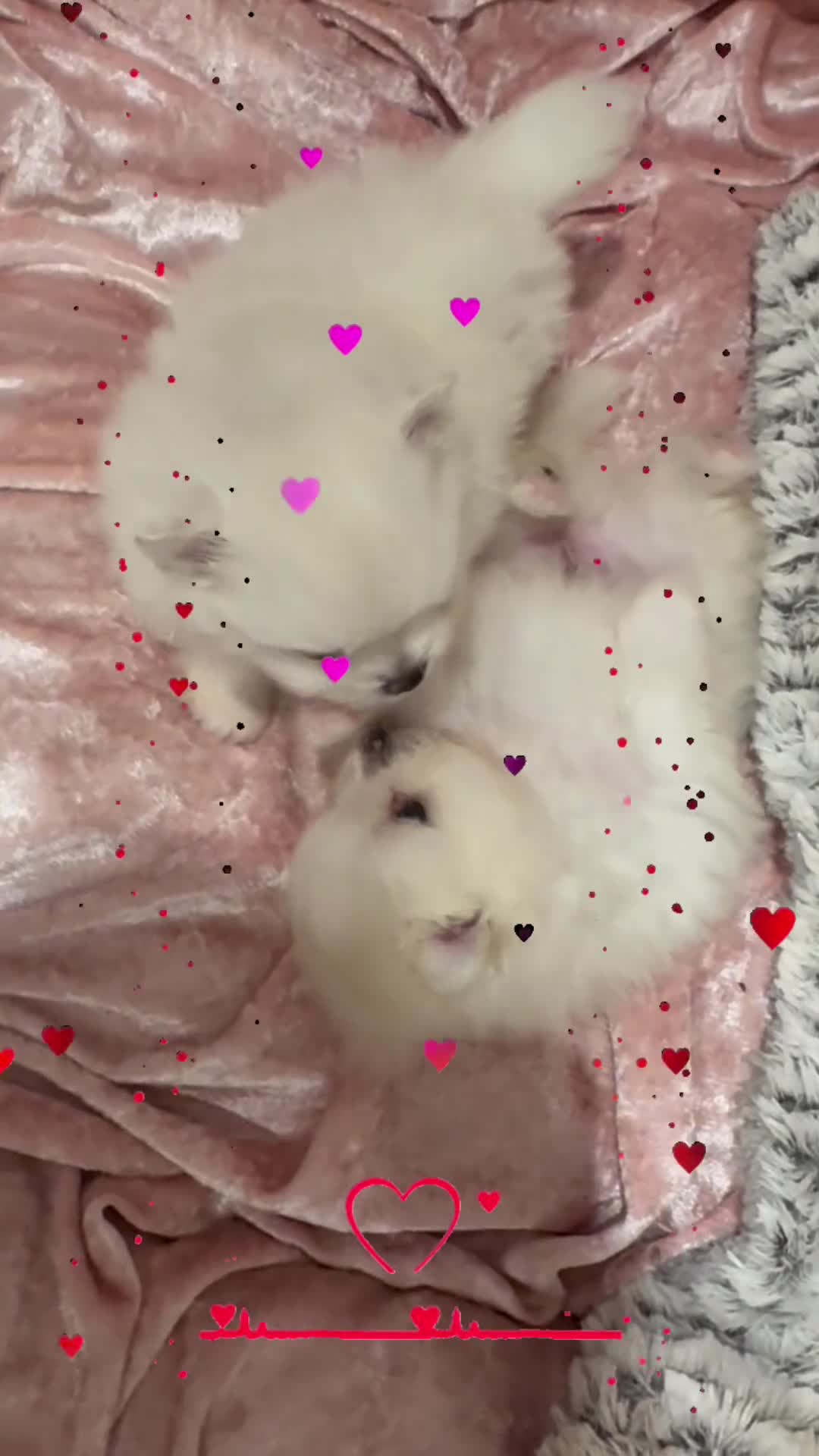 Pomeranian dogs for sale: White male baby Pomeranians  in Keighley - Video 3