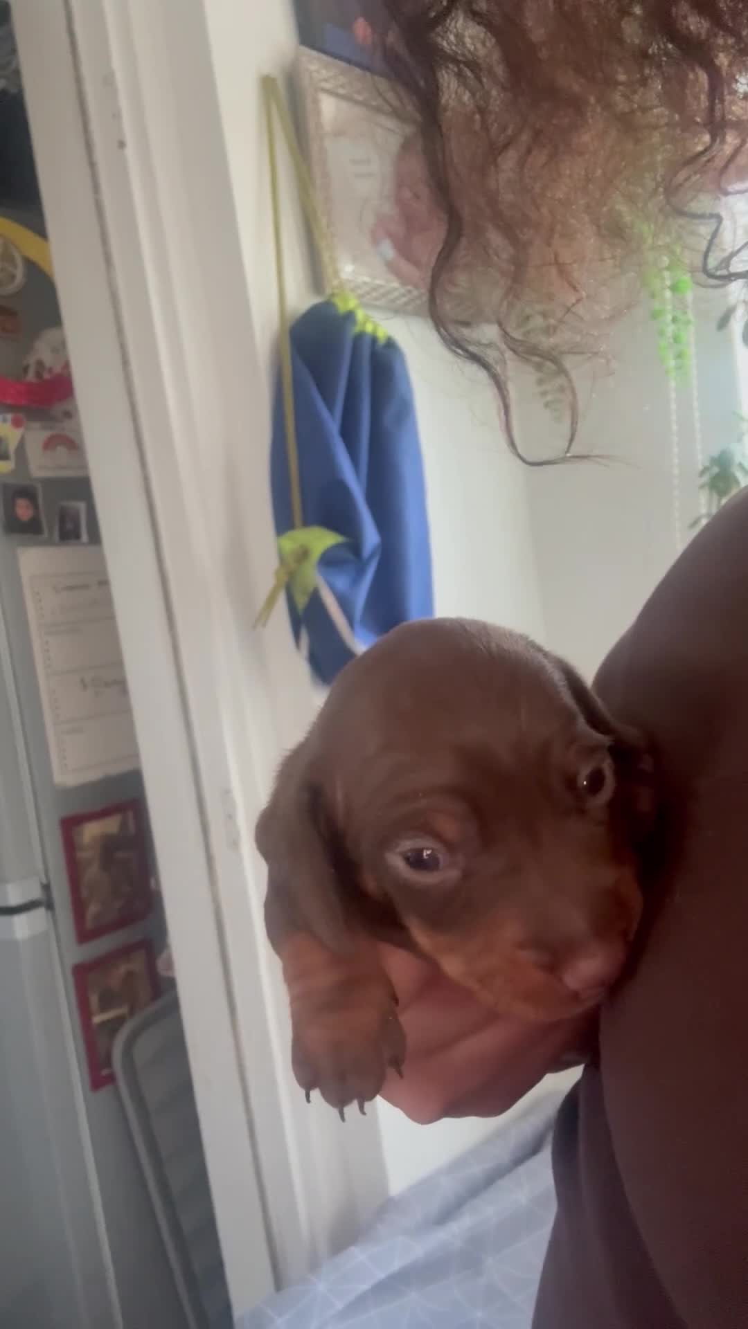 Miniature Dachshund dogs for sale: Miniature daschund  - Video 1