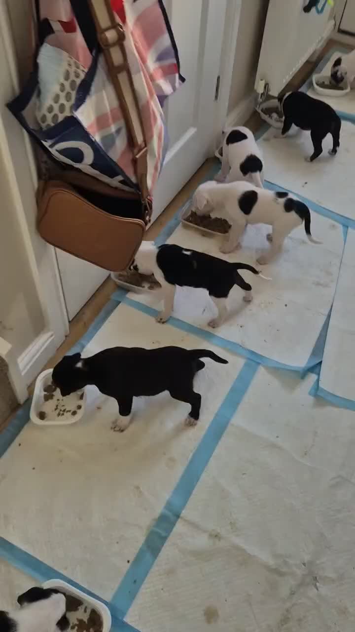 Mixed Breed dogs for sale: Colli/lurcher puppies  in Exeter - Video 2