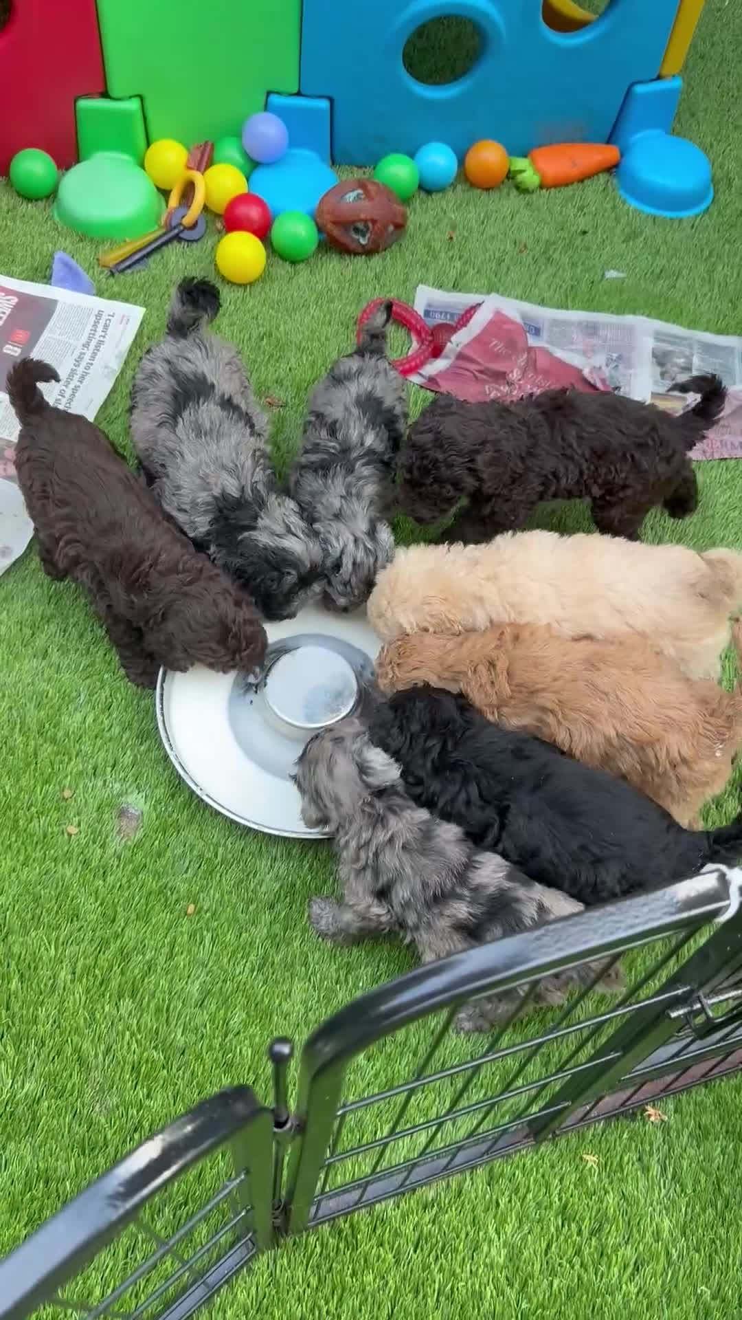 Labradoodle dogs for sale: Our Therapy Dog has had a litter of Labradoodles  - Video 1