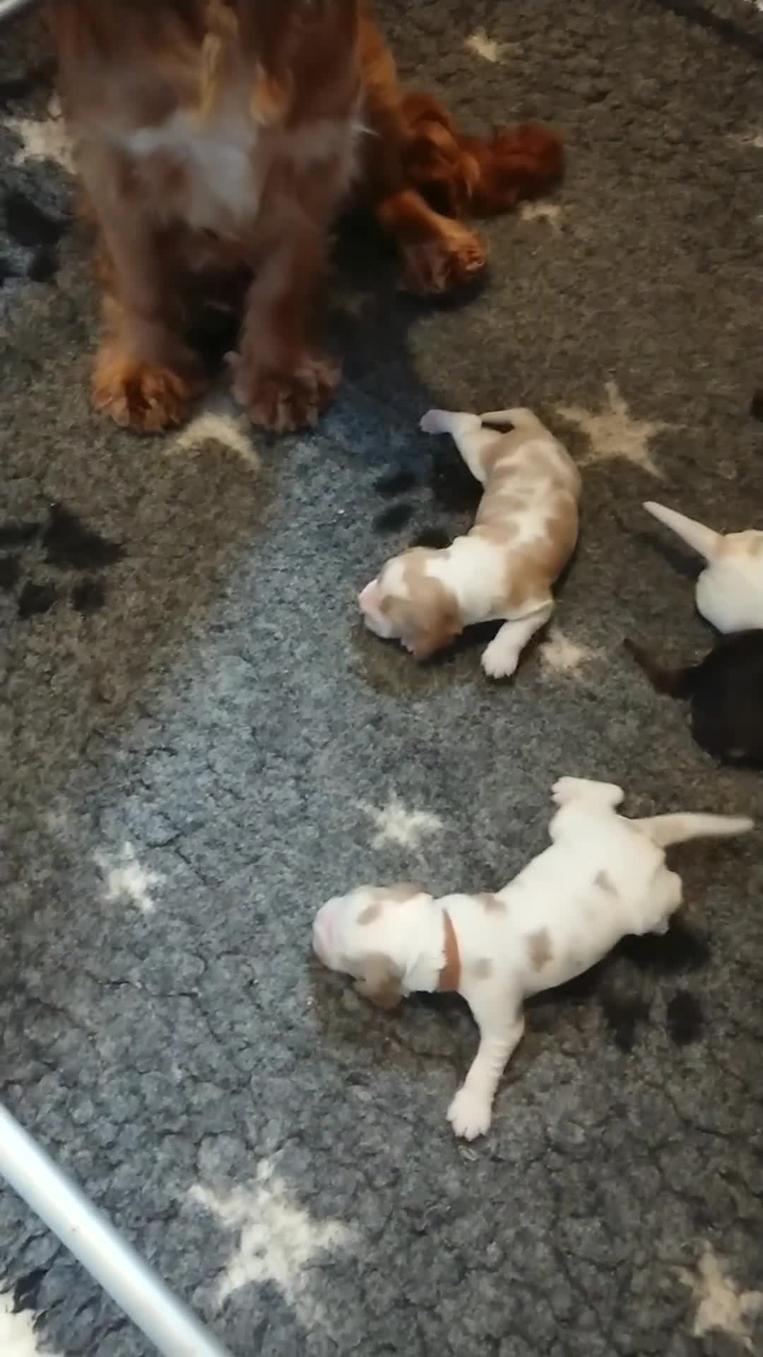 Cocker Spaniel dogs for sale: Golden Roan Full Health Tests Showline KC Reg Pups - Video 1