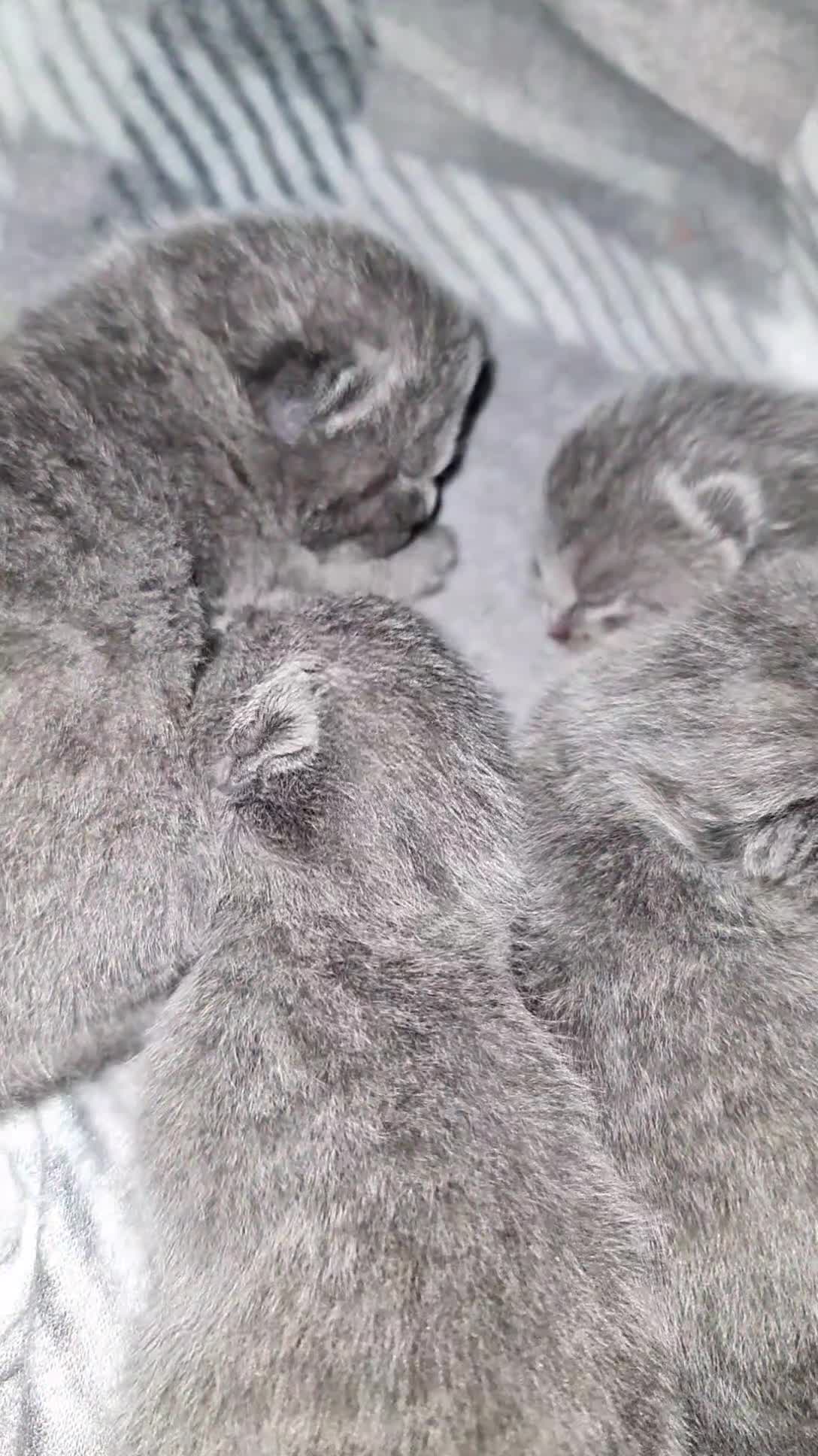 British Shorthair cats for sale: British shorthair/Russian babies 👶  - Video 4