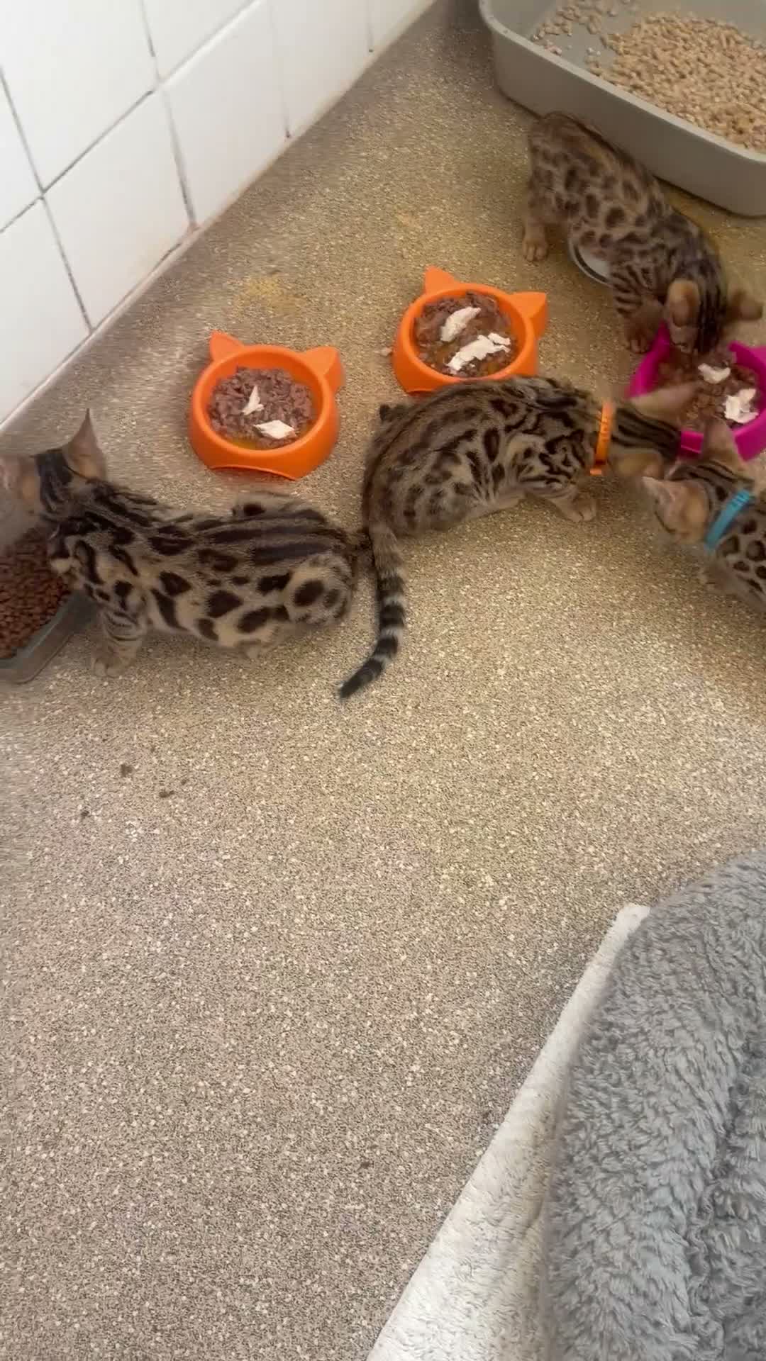 Bengal cats for sale: BENGAL in Norwich - Video 1