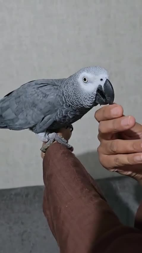 Parrots birds for sale: Tame African grey  - Video 1