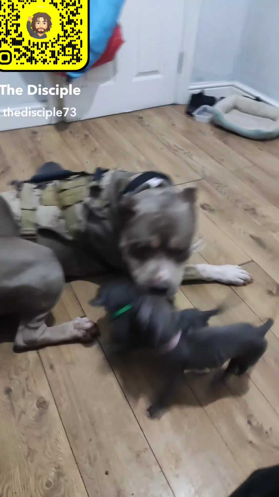 Mixed Breed dogs for sale: Caine corso/ American bully 10 weeks - Video 5