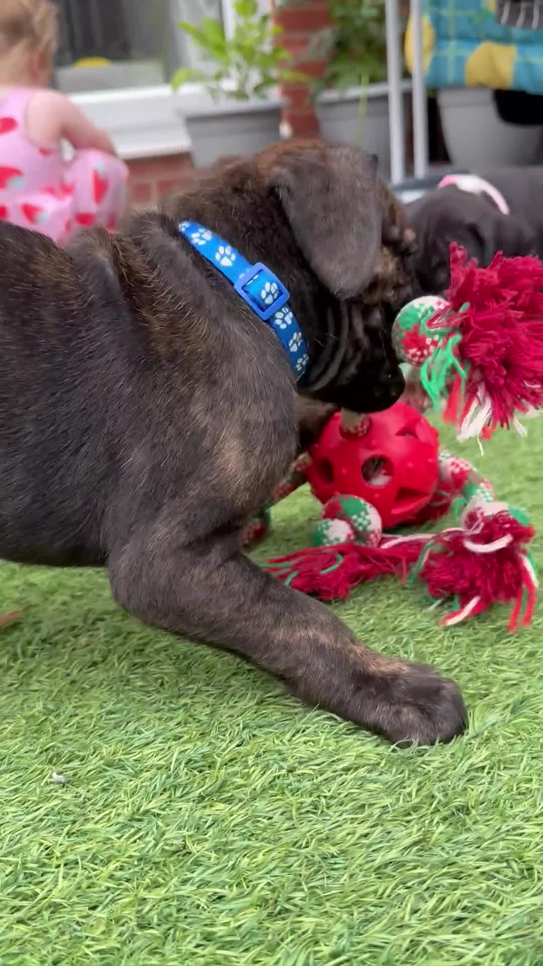 Mixed Breed dogs for sale: Male Labrador X puppy  - Video 2
