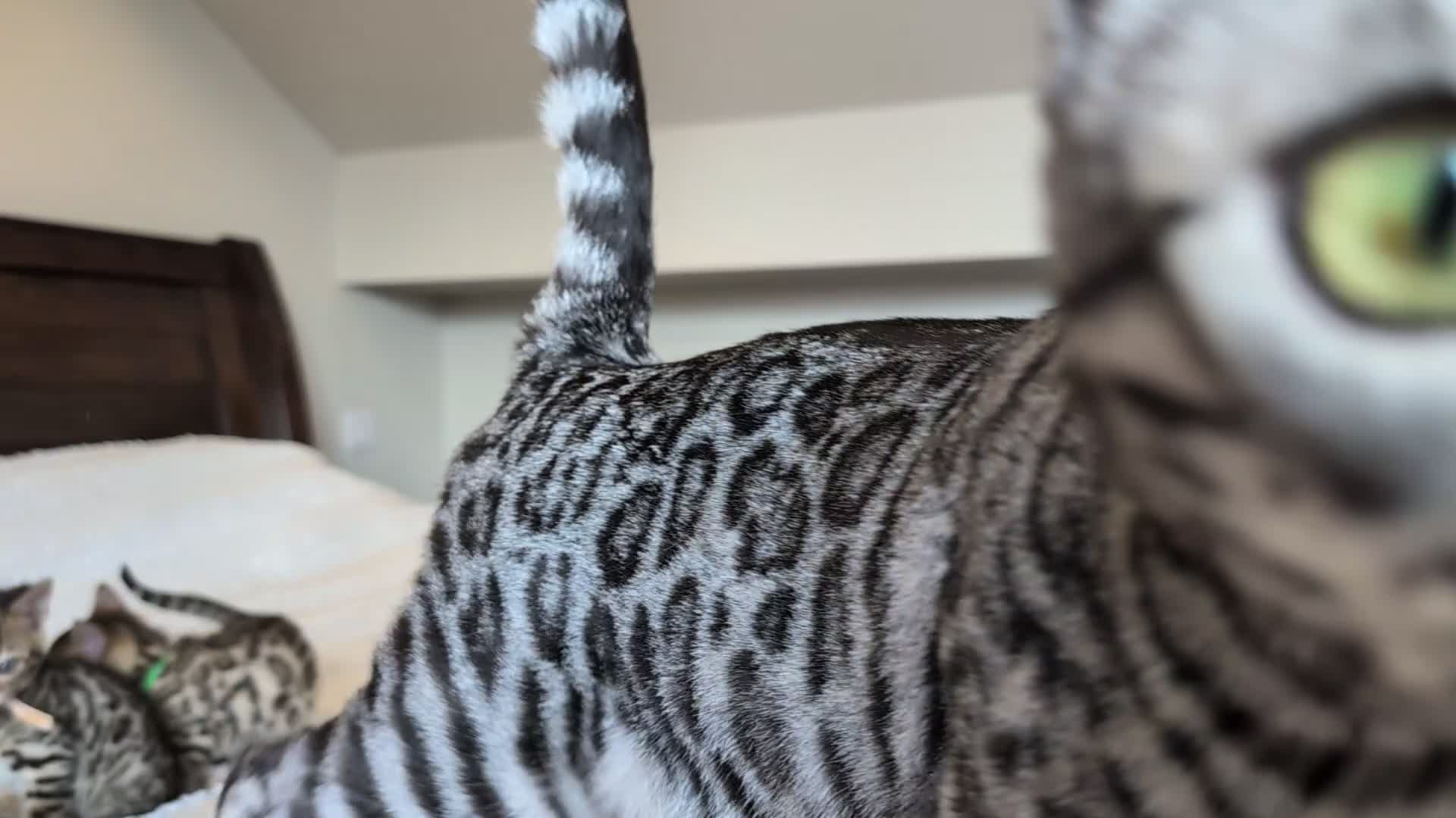 Bengal cats for sale: 🖤🩶🤍 BEAUTIFUL BENGAL KITTENS 🤍🩶🖤 - Video 3