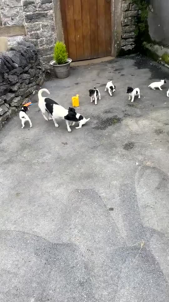 Jack Russell dogs for sale: Farm bred jack Russell puppies for sale  - Video 2