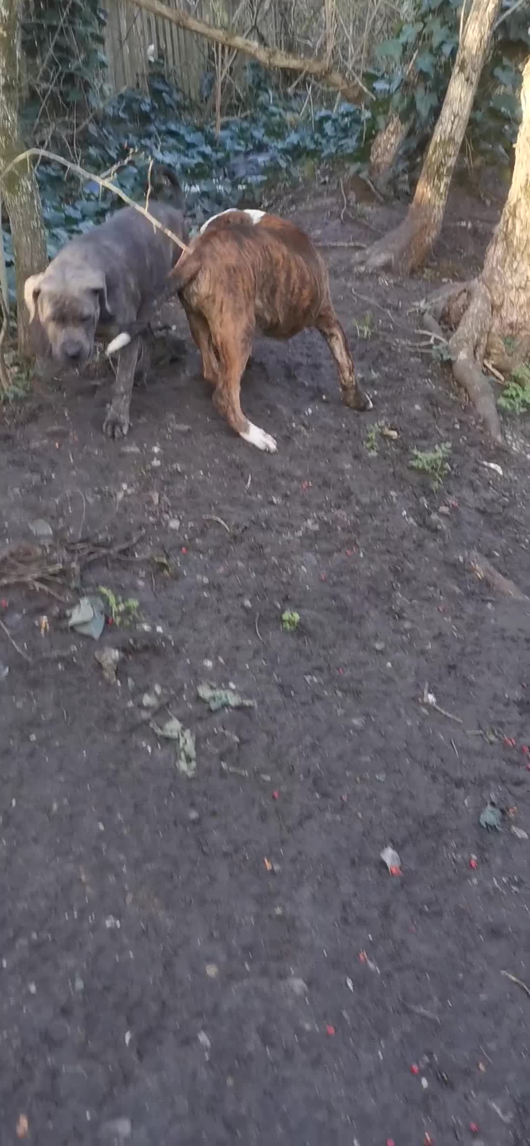 Mixed Breed dogs for sale: American bulldog mastiff cross puppies for sale - Video 4