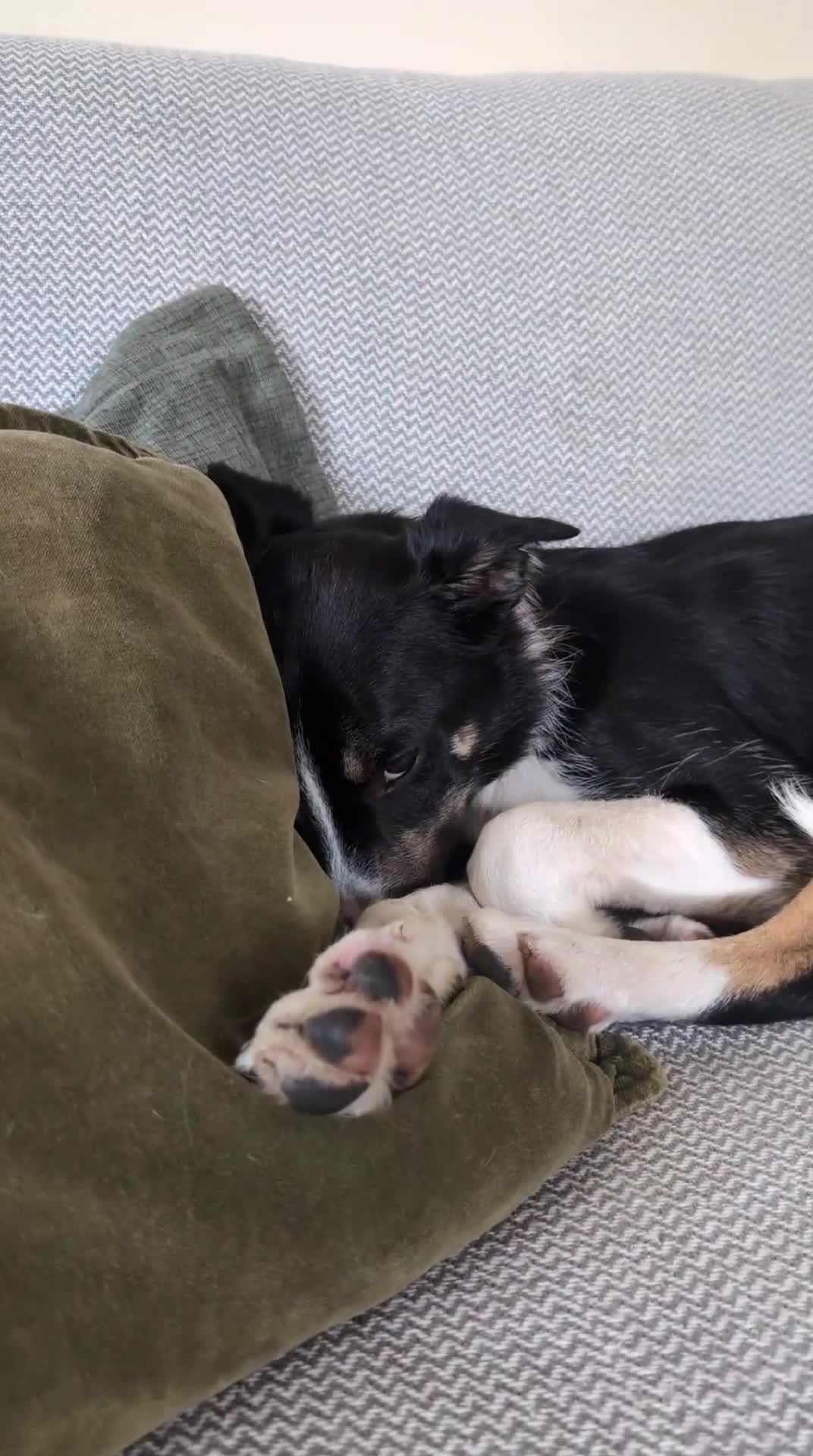 Mixed Breed dogs for sale: Peach ♥️🍑  9 month old Collie Kelpie Cross - Video 2