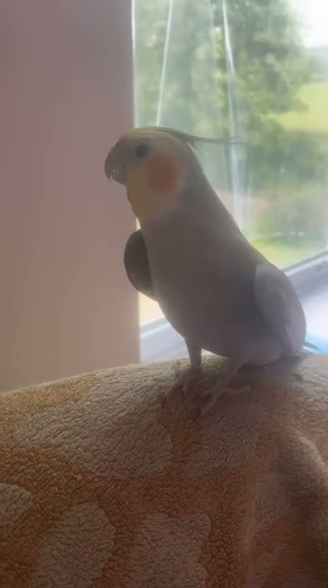 Cockatiels birds for sale: Pair of cockatiels  - Video 1