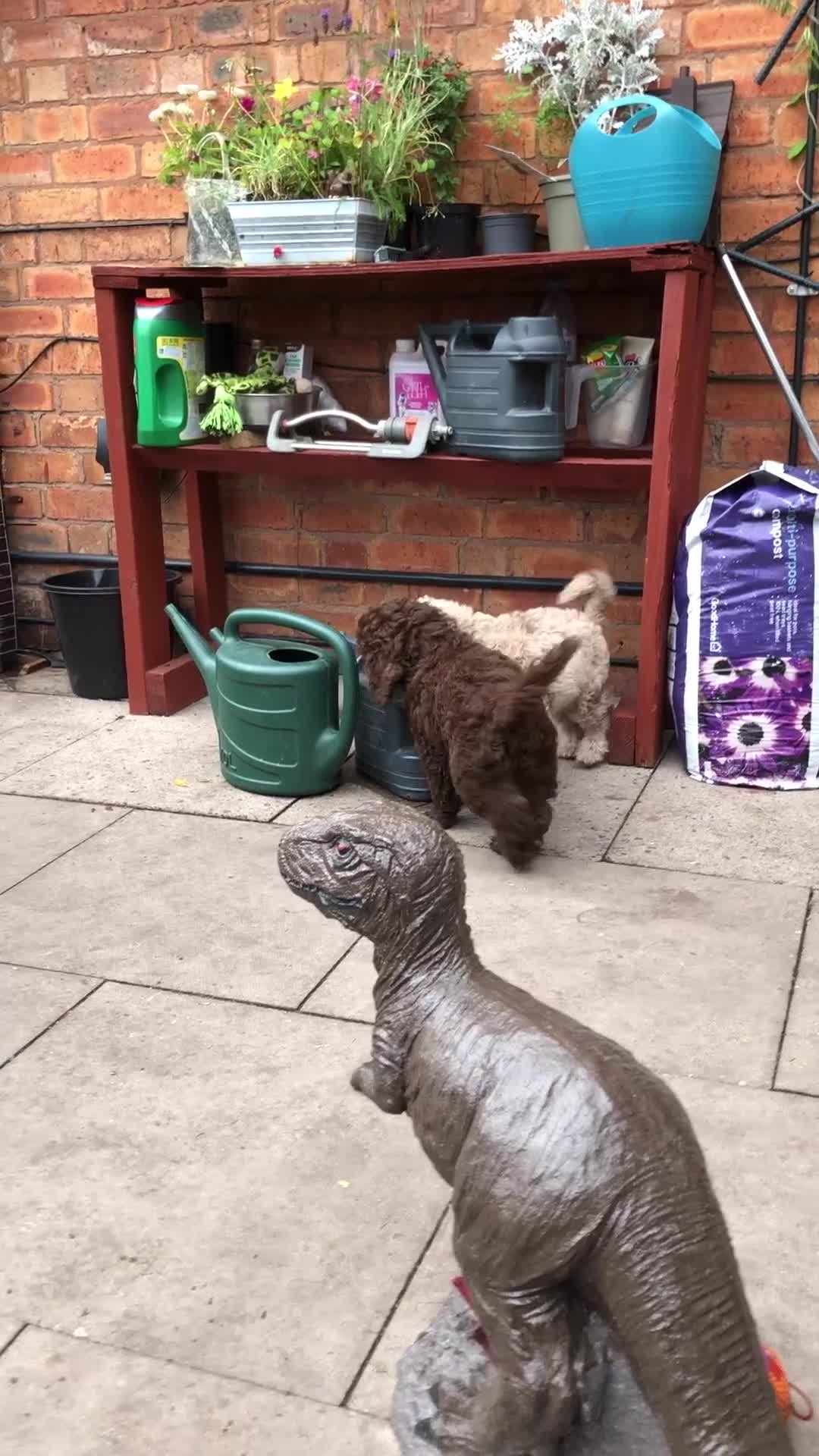 Cockapoo dogs for sale: Cockerpoo girl 11weeks old  - Video 1