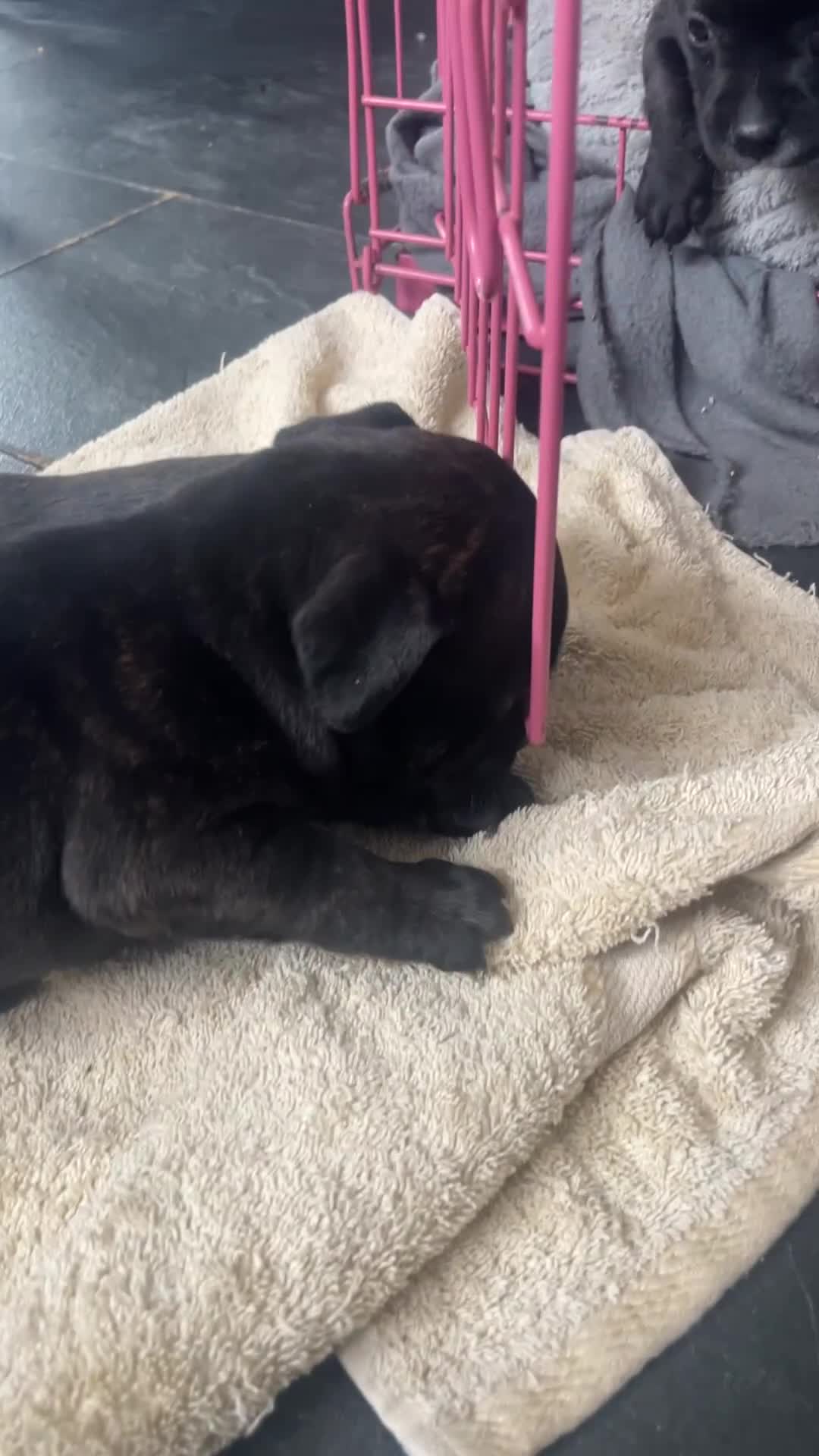 Staffordshire Bull Terrier dogs for sale: KC Beautiful litter of blue/red staffys  - Video 2