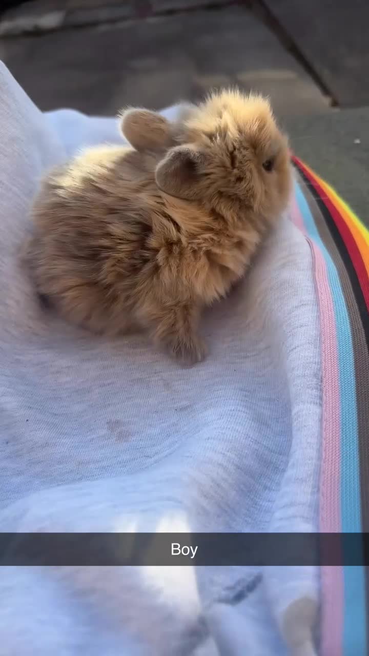 Mixed Breed rabbits for sale: Adorable  baby rabbits available! - Video 5