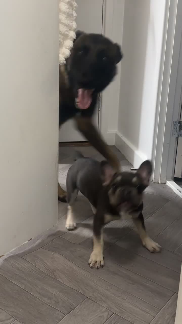 French Bulldog dogs for sale: Blue liacfrawnFrench bulldog - Video 1