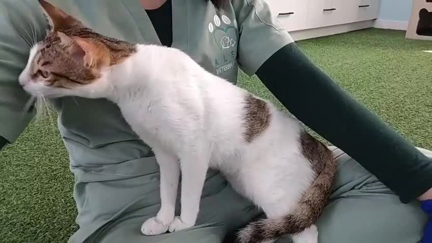 Mixed Breed cats for adoption: [Indoors Only] Lily - Affectionate Cuddly Girl - Video 5