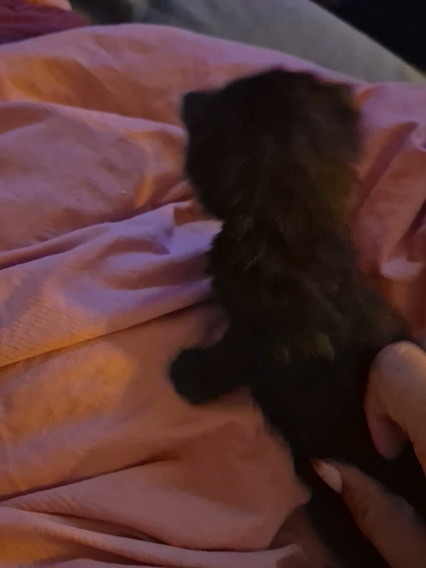Mixed Breed cats for sale: Black and White Kitten - Ready for a New Home in Alton - Video 4