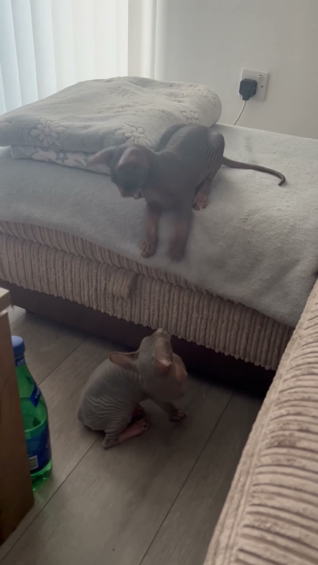 Sphynx cats for sale: Kitten - Video 2