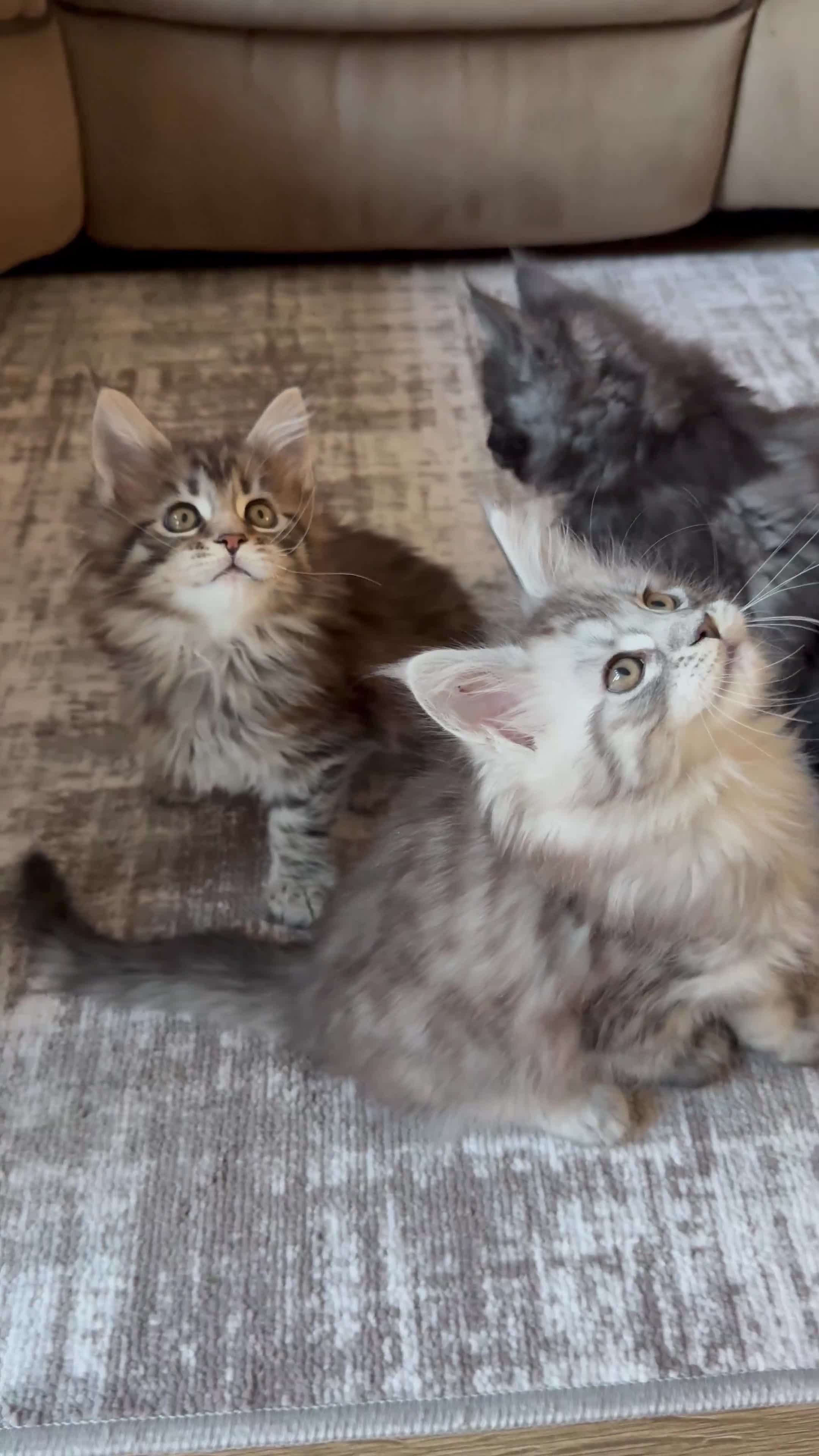 Maine Coon cats for sale: TICA registered Maine Coon kittens - Video 2
