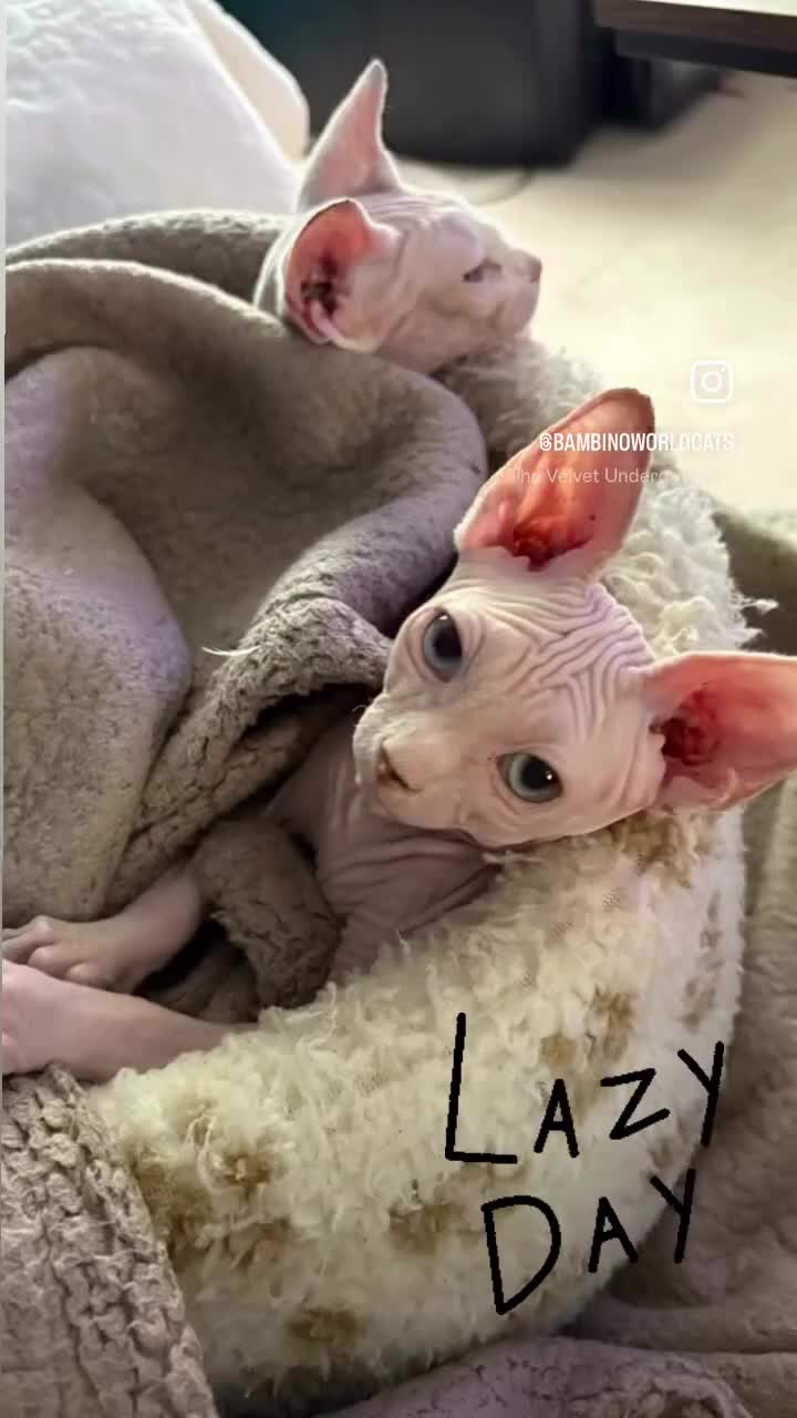 Sphynx cats for sale: Hairless kittens sphinx - Video 2