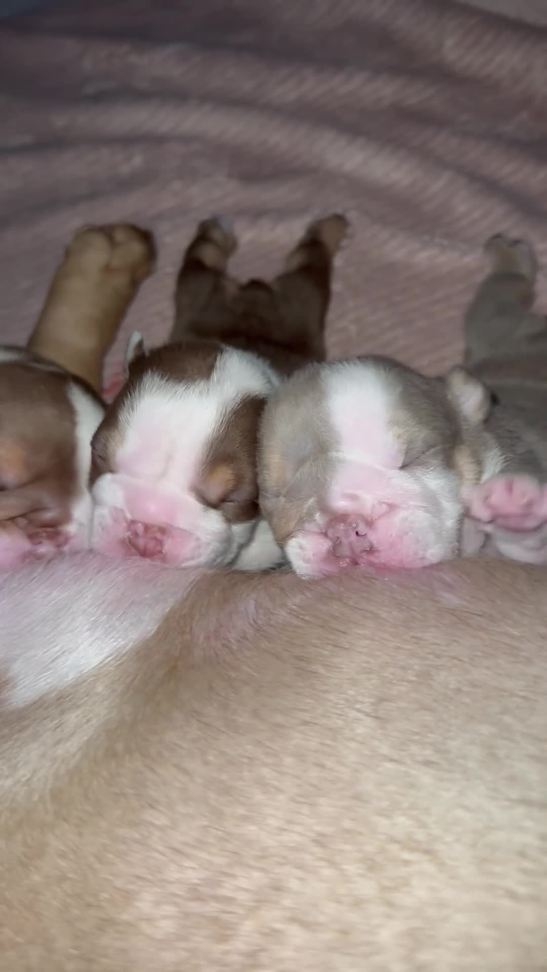 English Bulldog dogs for sale: English bulldogs  - Video 2