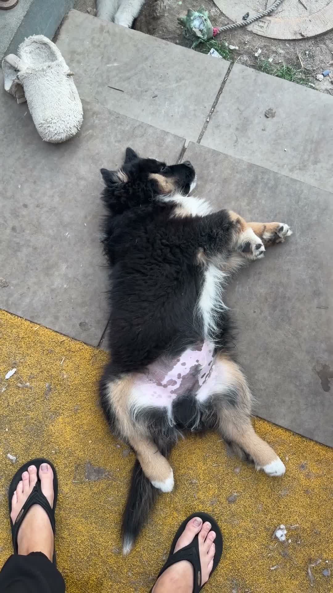 Mixed Breed dogs for sale: Fully vaccinated  Samoyed / Australian Shepard  - Video 1