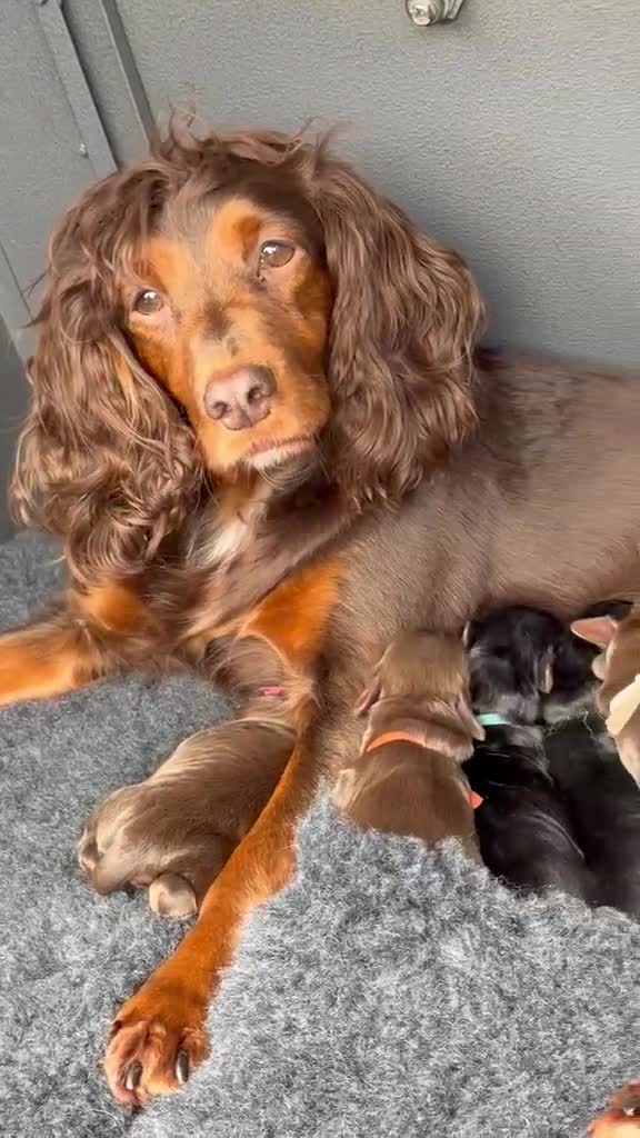 Cocker Spaniel dogs for sale: Stunning kc cocker spaniels - puppy culture raised - Video 1