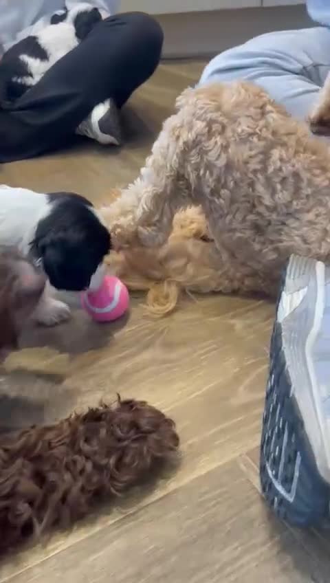 Cockapoo dogs for sale: Top quality cockapoo puppies DNA tested parents  - Video 1