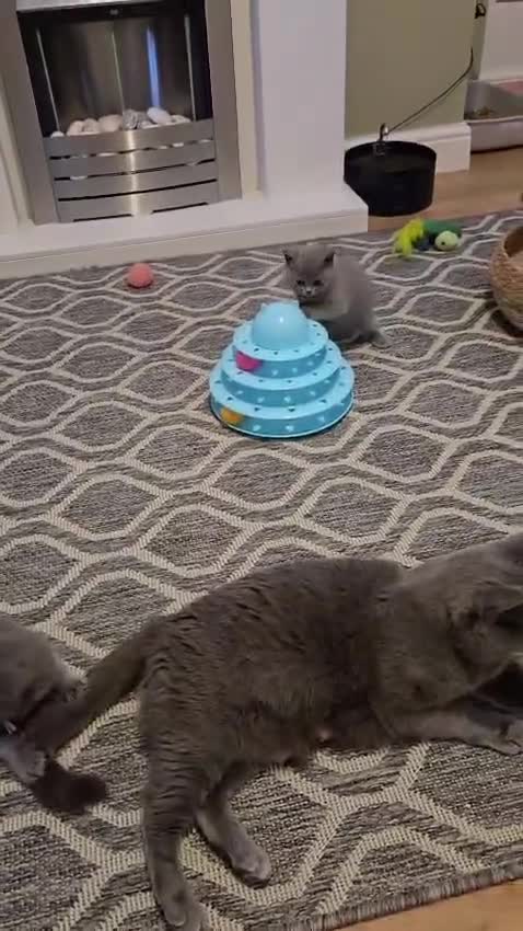 British Shorthair cats for sale: GCCF Registered Pedigree British Shorthair Kittens - Video 1