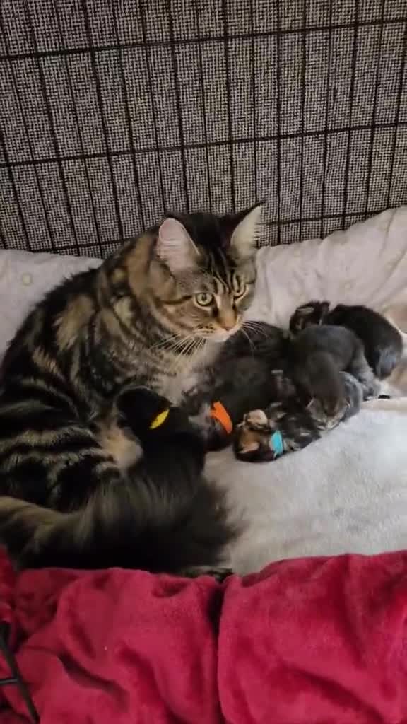 Maine Coon cats for sale: 6 Maine Coone kittens. - Video 1