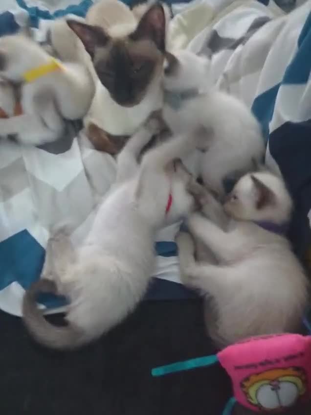 Siamese cats for sale: Your Heart Will Melt! Amazing Siamese Kittens! - Video 2