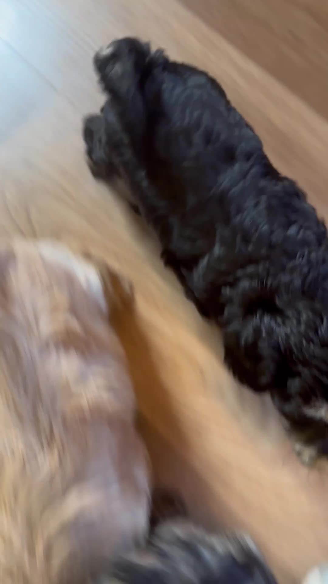 Schnoodle dogs for sale: Miniature Schoodle puppies - Video 4