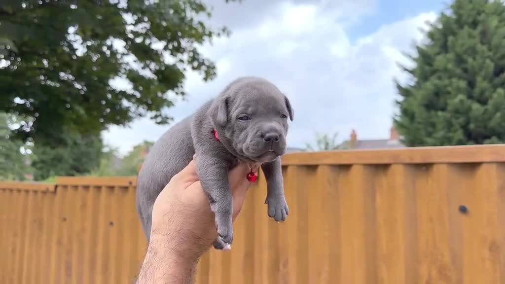 Staffordshire Bull Terrier dogs for sale: SOLID BLUE TEDDY BEARS 🧸 - Video 3