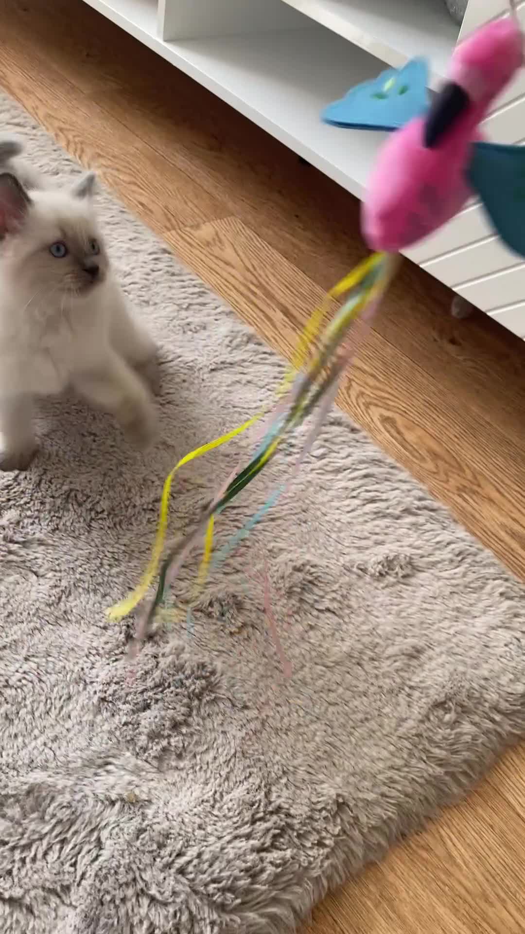 Ragdoll cats for sale: Ragdoll Kittens  - Video 1