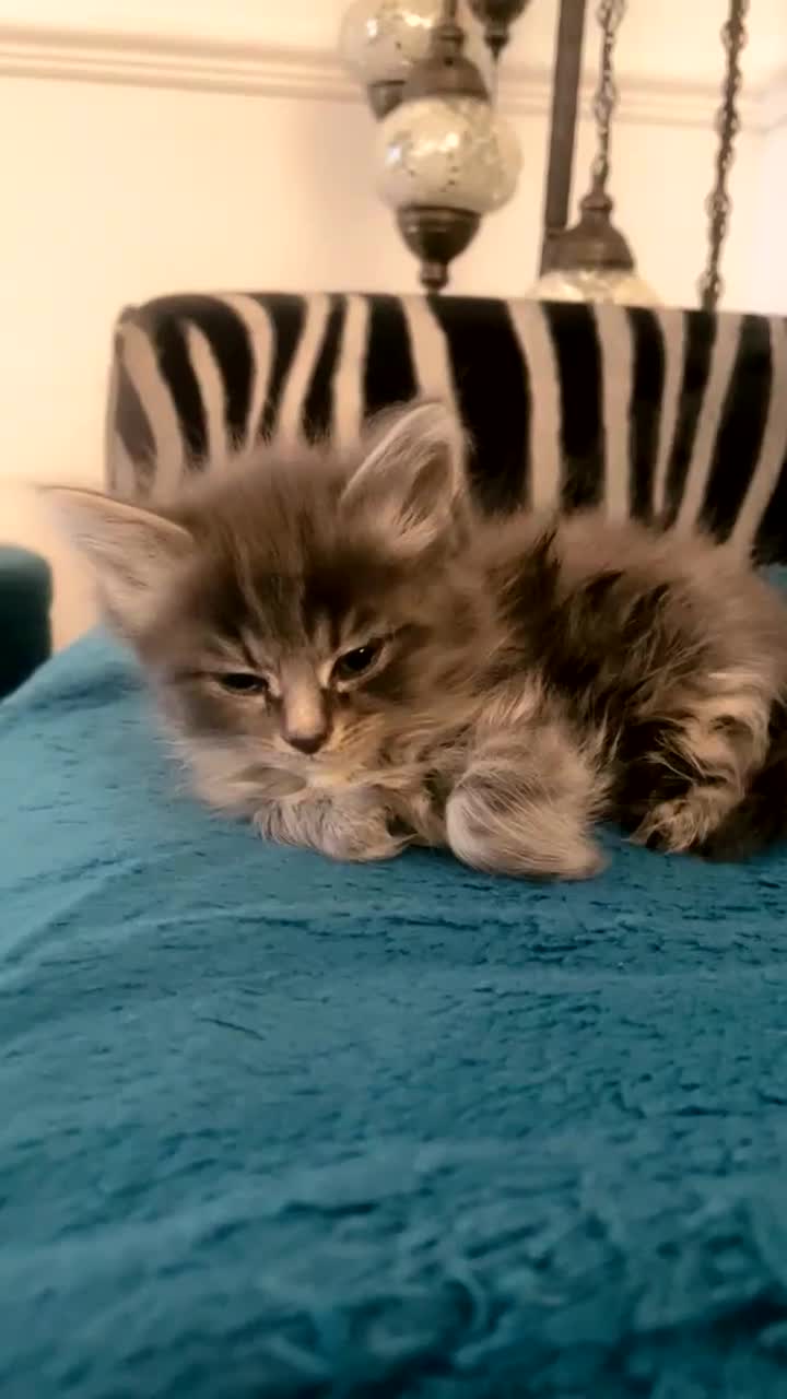 Domestic Shorthair cats for sale: Domestic divas  - Video 3