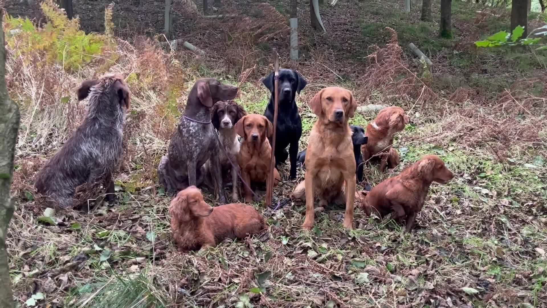German Shorthaired Pointer dogs for sale: Working German Short haired pointers  - Video 1