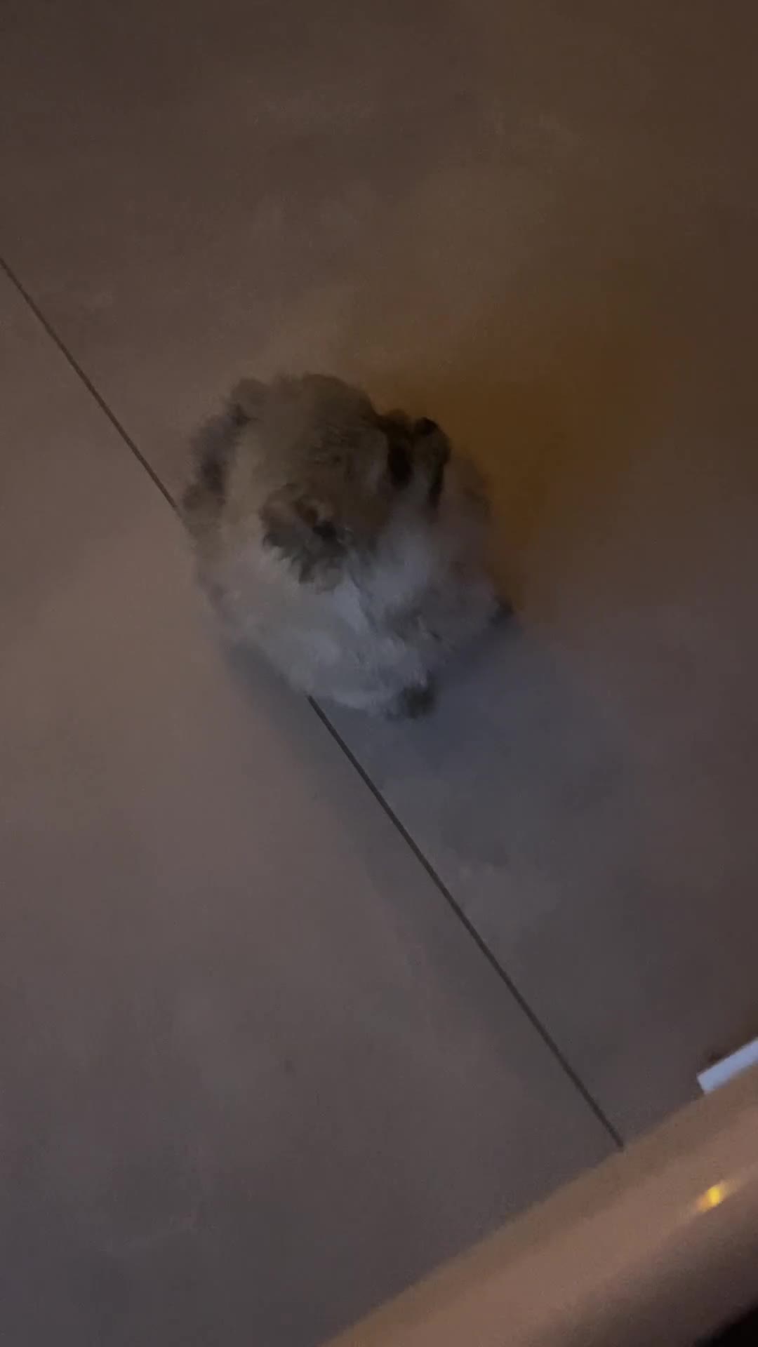 Pomeranian dogs for sale: Beautiful tiny girl  in Newry - Video 1
