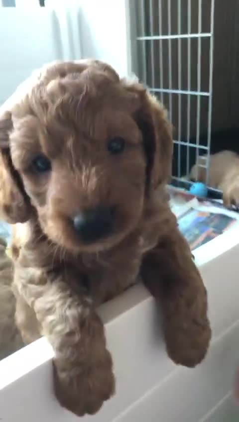 Australian Labradoodle dogs for stud: Australian Labradoodle Stud – Excellent Bloodlines - Video 3