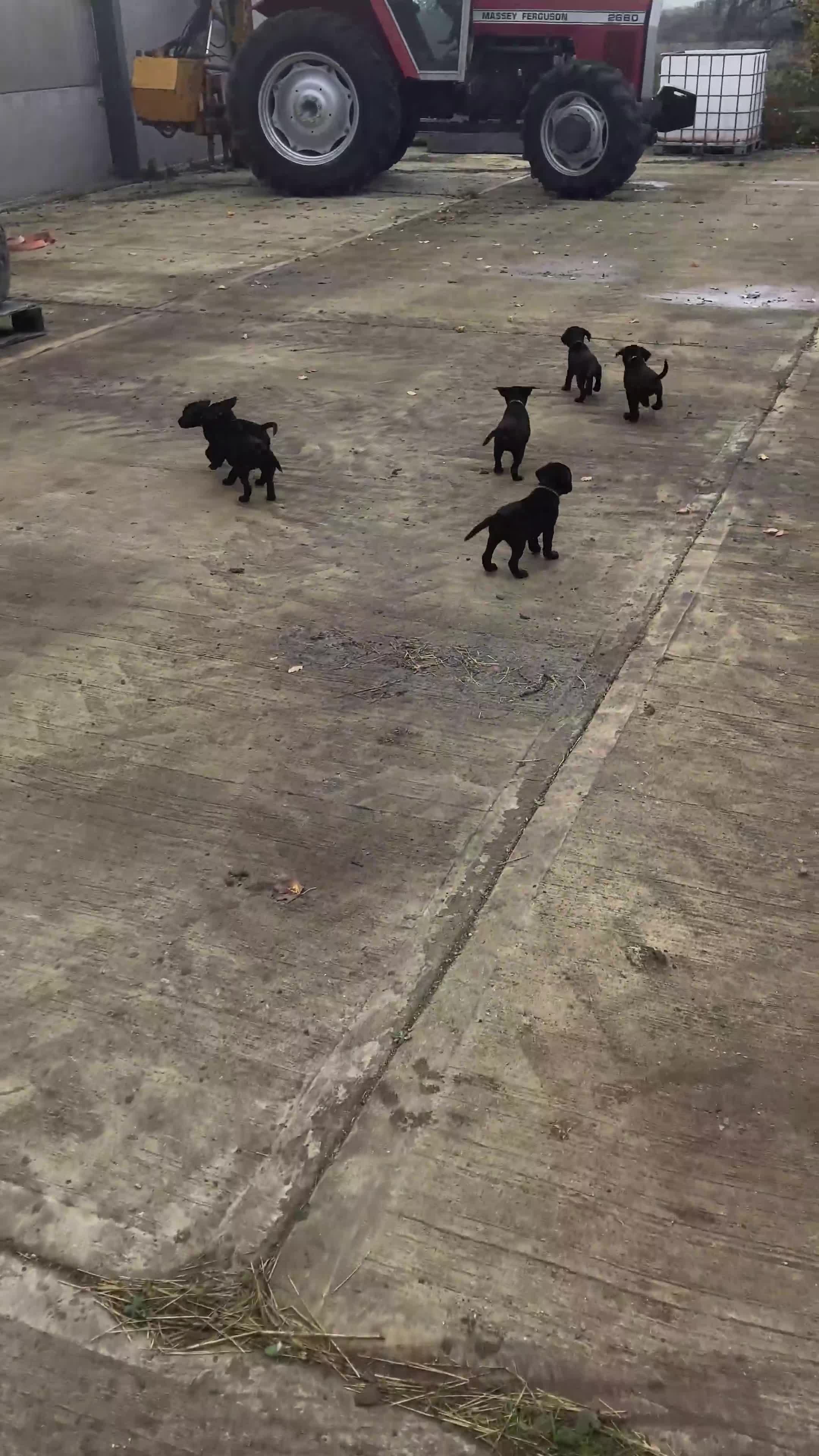 Labrador Retriever dogs for sale: 4x Black Dog Labrador Puppies - Video 2