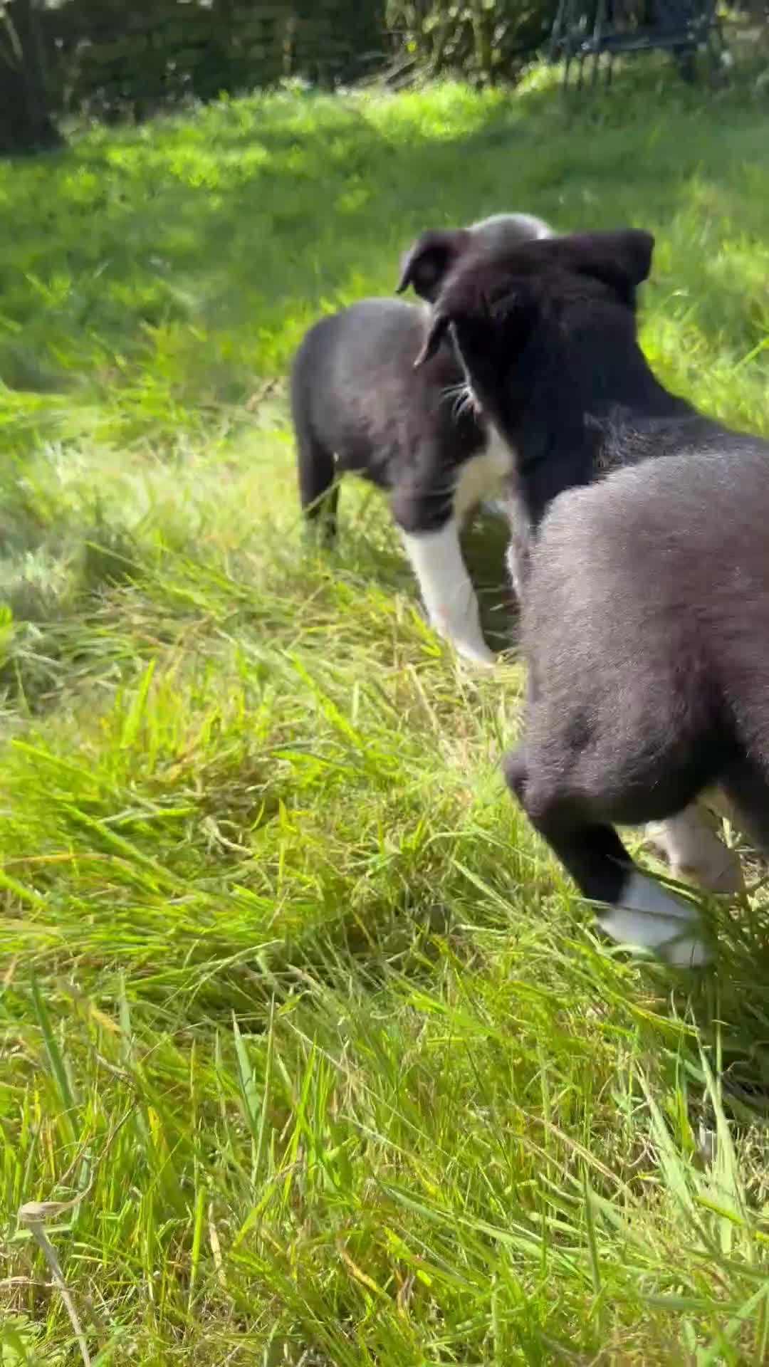 Border Collie dogs for sale: 4 Beautiful Border Collie Pups  in Lancaster - Video 2